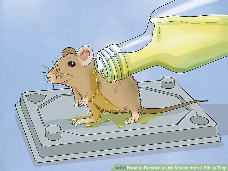 How to Remove a Live Mouse from a Sticky Trap?