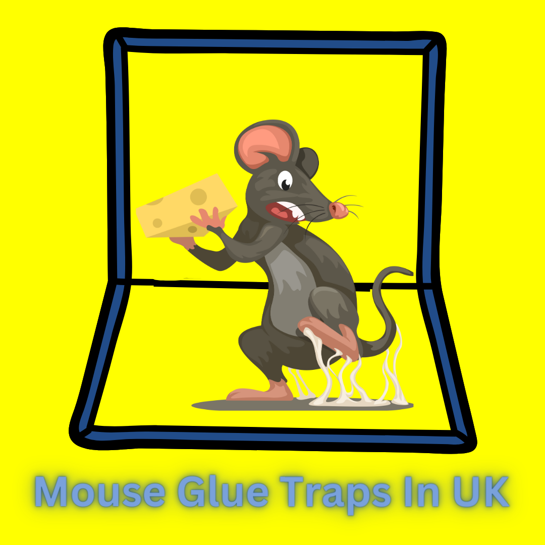 Where to buy Mouse Glue Traps in UK? – MOUSE TRAPS