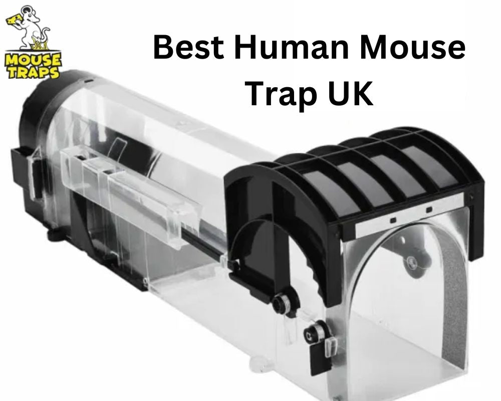 What Are The Best Humane Mouse Trap Type In UK? – MOUSE TRAPS