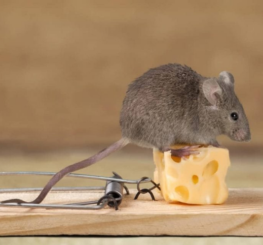 Why Don't Mouse Traps Work