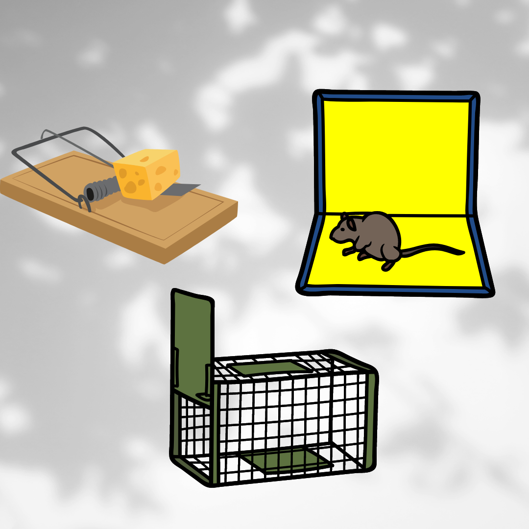 best rat traps