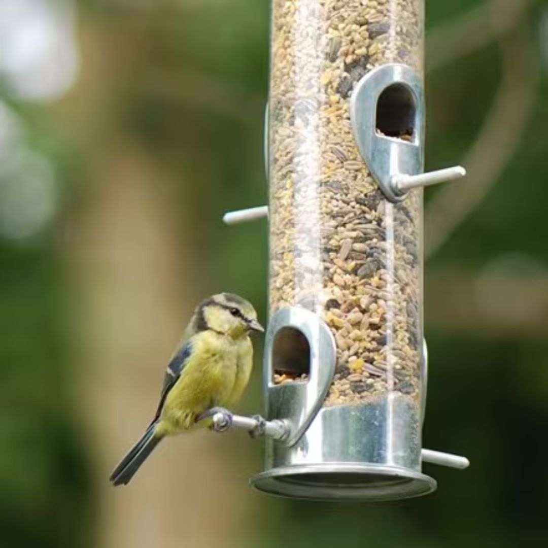 bird feeders