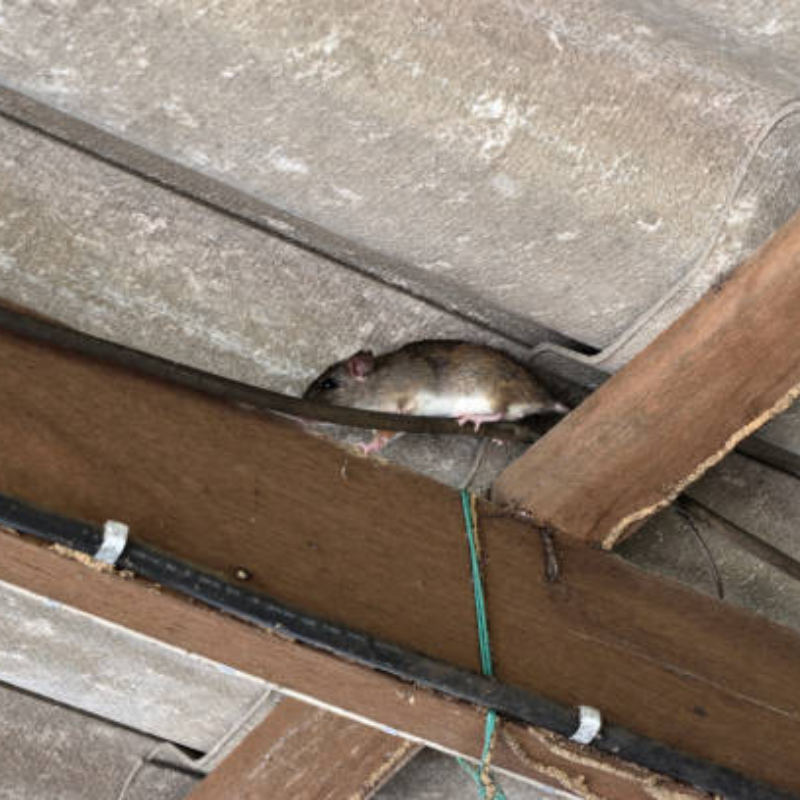 How to get rid of rats in the attic? Best Solution to Your Problems.