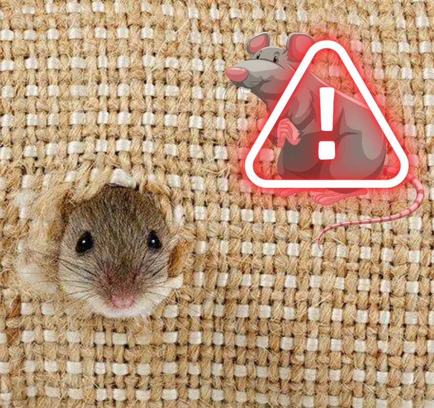 What Are The Signs Of A Rat Infestation In The House? How To Get Rid O ...