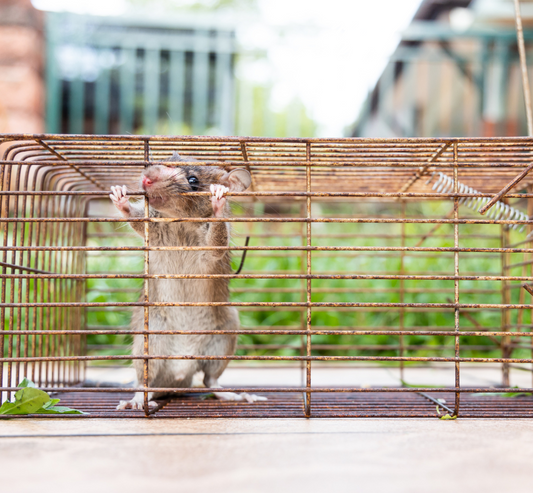 What are the steps for trapping mice indoors? All Methods Explained.